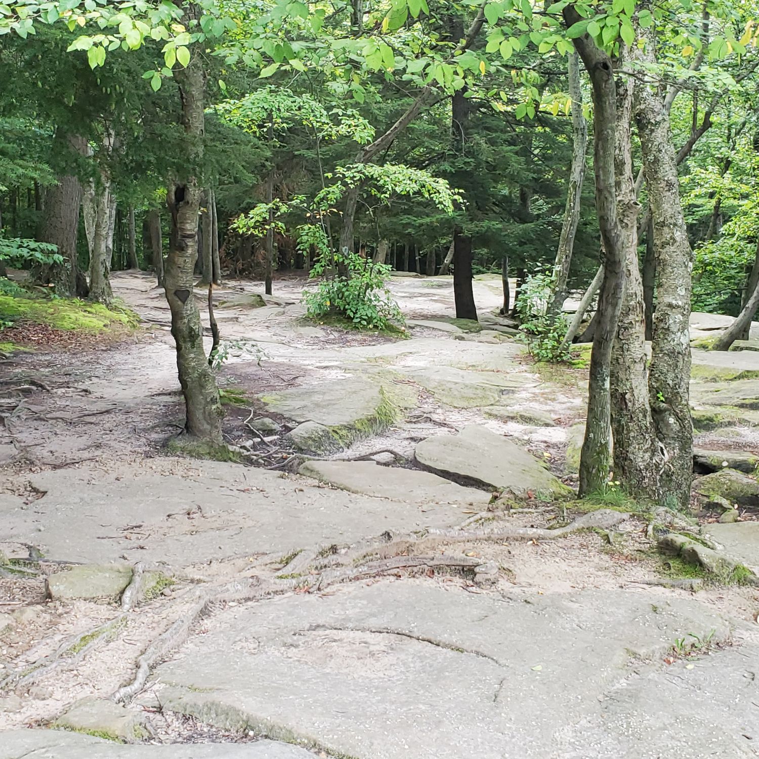 Ledges and Pine Grove Trails 